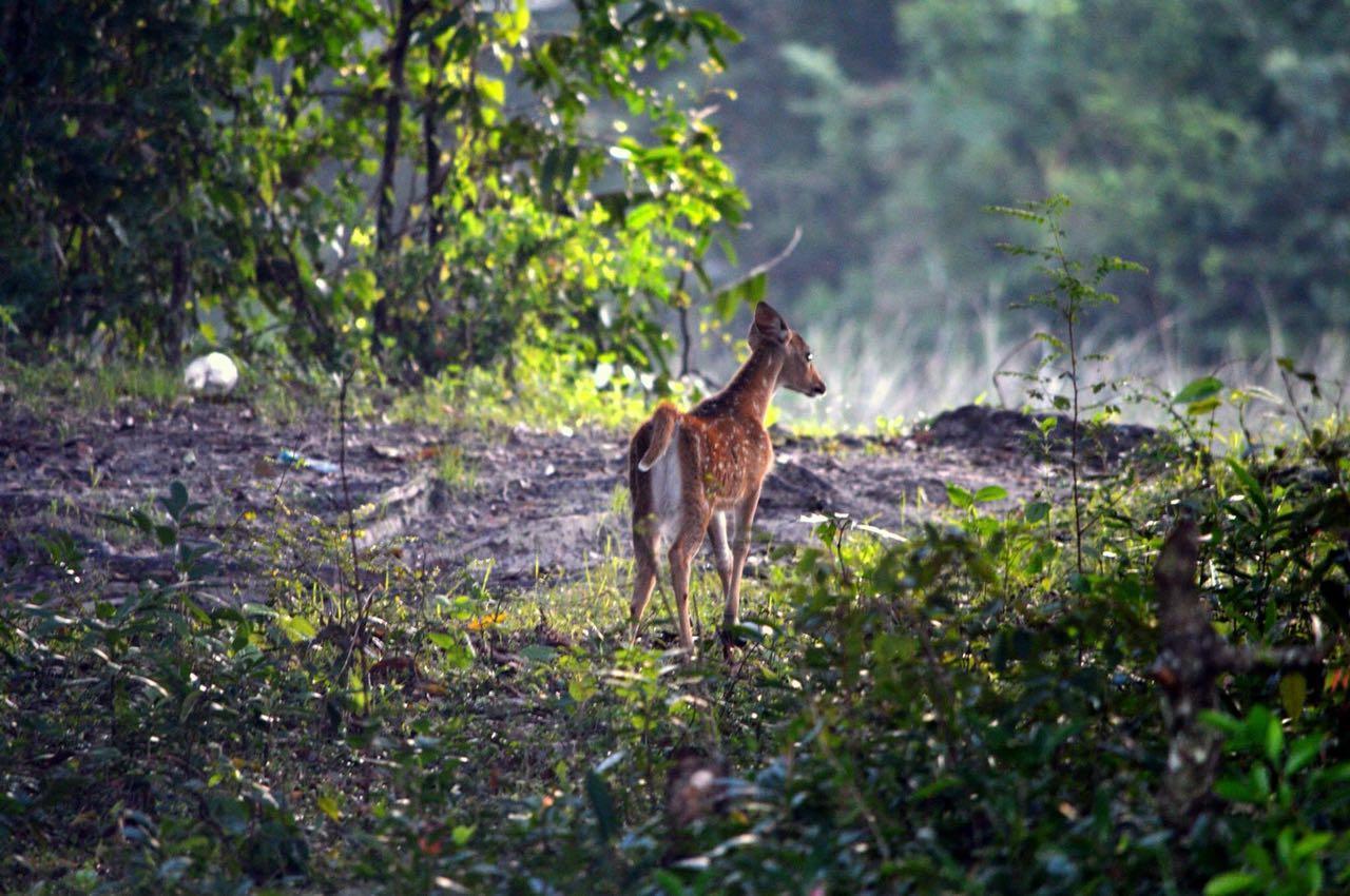 Forestville Yala Exterior foto