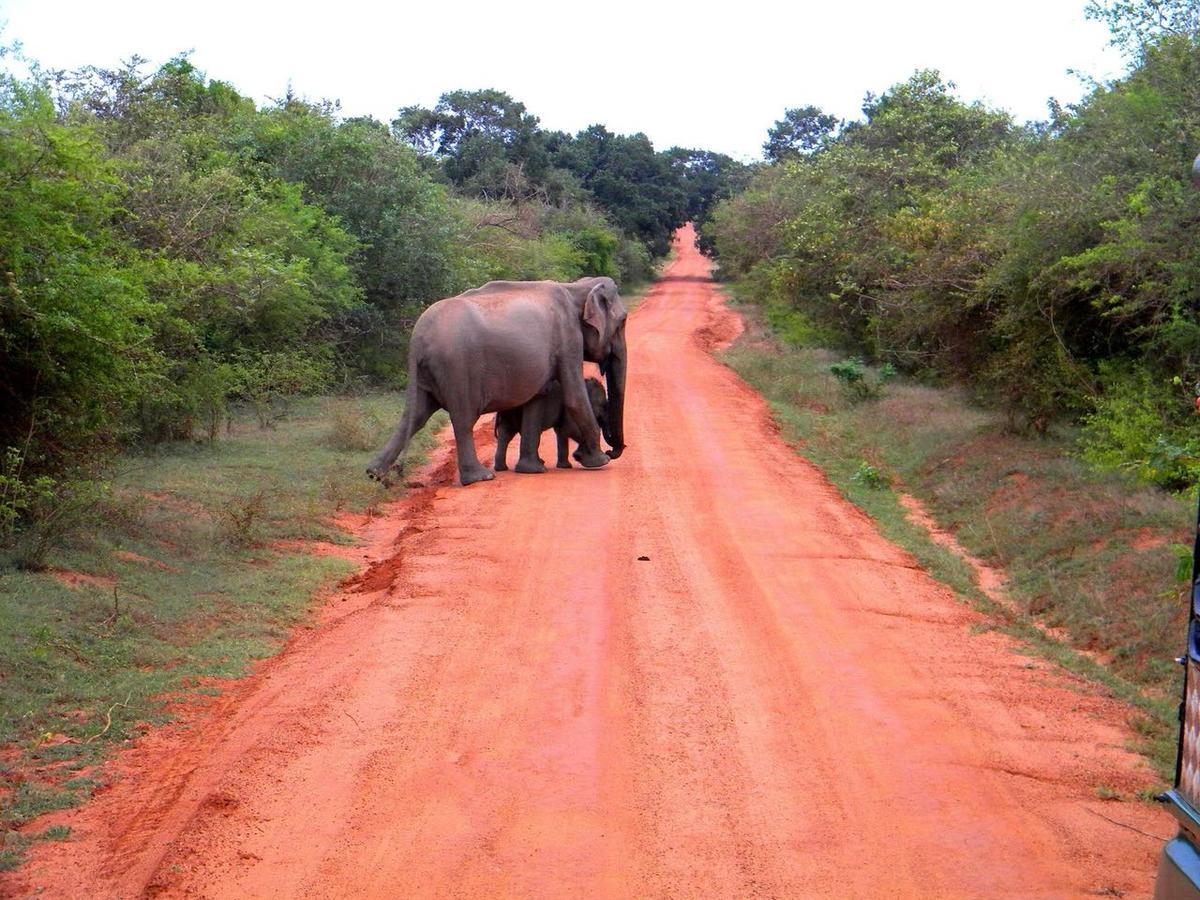 Forestville Yala Exterior foto